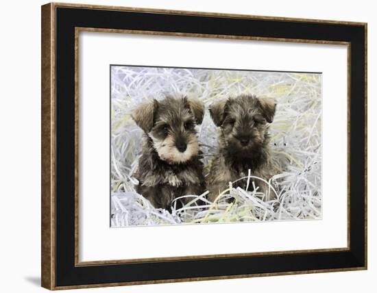 Schnauzer Puppies Sitting in Paper Shreddings-null-Framed Photographic Print