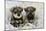 Schnauzer Puppies Sitting in Paper Shreddings-null-Mounted Photographic Print