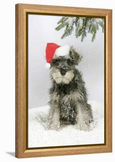 Schnauzer Puppy in Snow Wearing Hat-null-Framed Premier Image Canvas