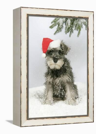 Schnauzer Puppy in Snow Wearing Hat-null-Framed Premier Image Canvas