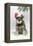 Schnauzer Puppy in Snow Wearing Hat-null-Framed Premier Image Canvas