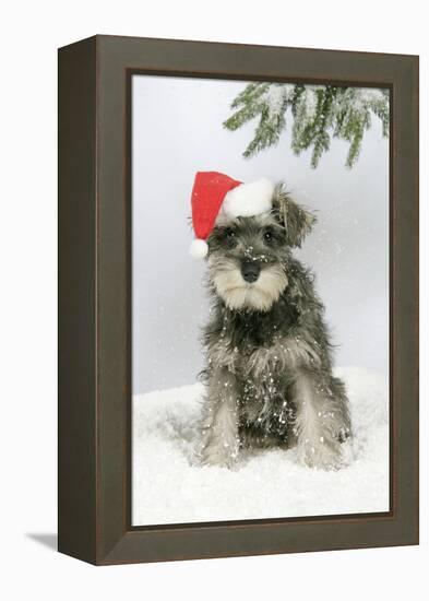 Schnauzer Puppy in Snow Wearing Hat-null-Framed Premier Image Canvas