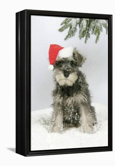 Schnauzer Puppy in Snow Wearing Hat-null-Framed Premier Image Canvas