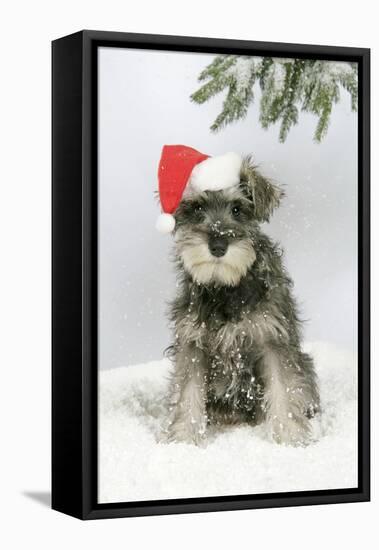 Schnauzer Puppy in Snow Wearing Hat-null-Framed Premier Image Canvas