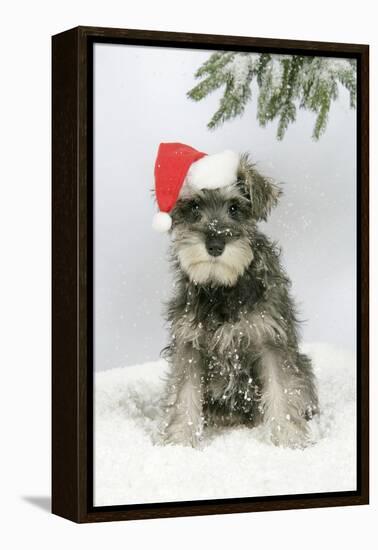 Schnauzer Puppy in Snow Wearing Hat-null-Framed Premier Image Canvas