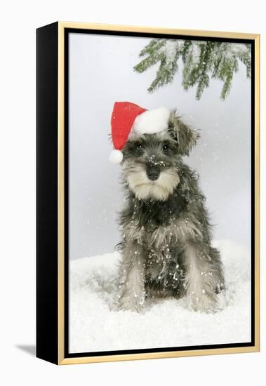 Schnauzer Puppy in Snow Wearing Hat-null-Framed Premier Image Canvas