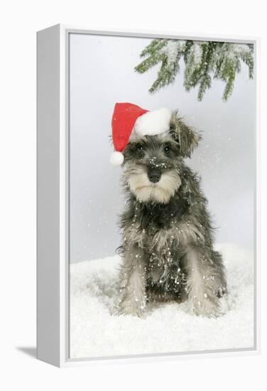 Schnauzer Puppy in Snow Wearing Hat-null-Framed Premier Image Canvas