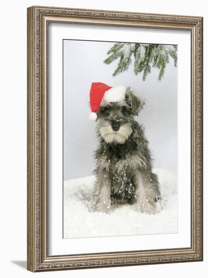 Schnauzer Puppy in Snow Wearing Hat-null-Framed Photographic Print