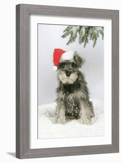 Schnauzer Puppy in Snow Wearing Hat-null-Framed Photographic Print