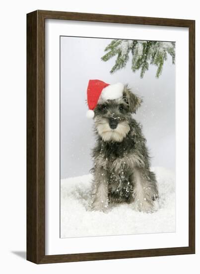 Schnauzer Puppy in Snow Wearing Hat-null-Framed Photographic Print