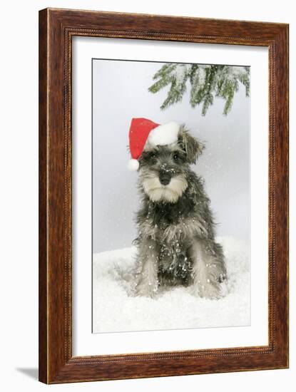 Schnauzer Puppy in Snow Wearing Hat-null-Framed Photographic Print