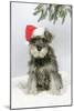 Schnauzer Puppy in Snow Wearing Hat-null-Mounted Photographic Print