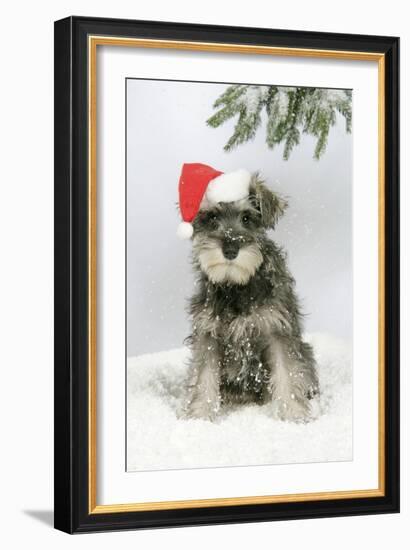 Schnauzer Puppy in Snow Wearing Hat-null-Framed Photographic Print