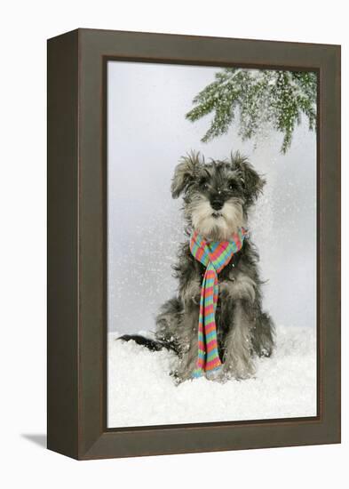 Schnauzer Puppy in Snow Wearing Scarf-null-Framed Premier Image Canvas