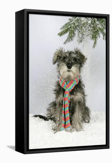 Schnauzer Puppy in Snow Wearing Scarf-null-Framed Premier Image Canvas