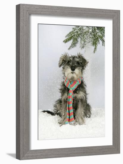 Schnauzer Puppy in Snow Wearing Scarf-null-Framed Photographic Print