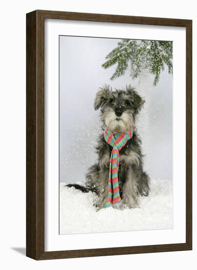 Schnauzer Puppy in Snow Wearing Scarf-null-Framed Photographic Print