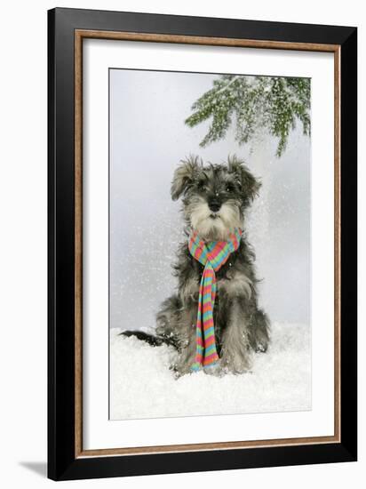 Schnauzer Puppy in Snow Wearing Scarf-null-Framed Photographic Print