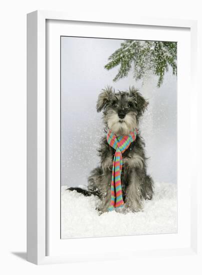 Schnauzer Puppy in Snow Wearing Scarf-null-Framed Photographic Print