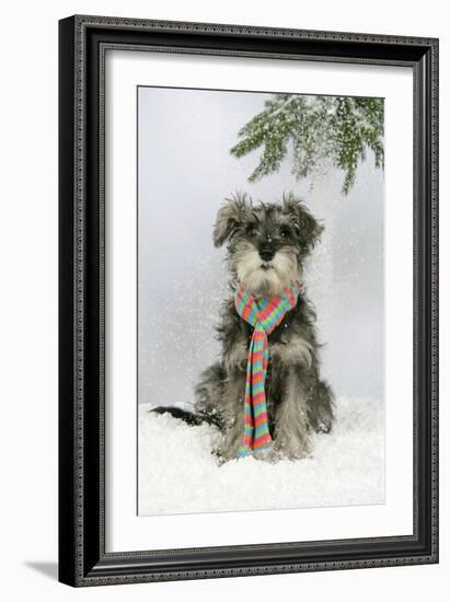 Schnauzer Puppy in Snow Wearing Scarf-null-Framed Photographic Print