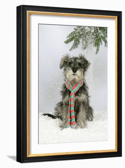 Schnauzer Puppy in Snow Wearing Scarf-null-Framed Photographic Print