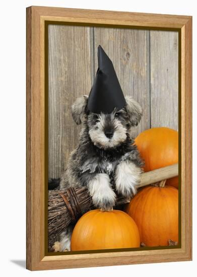 Schnauzer Puppy Looking over Broom Wearing Witches Hat-null-Framed Premier Image Canvas