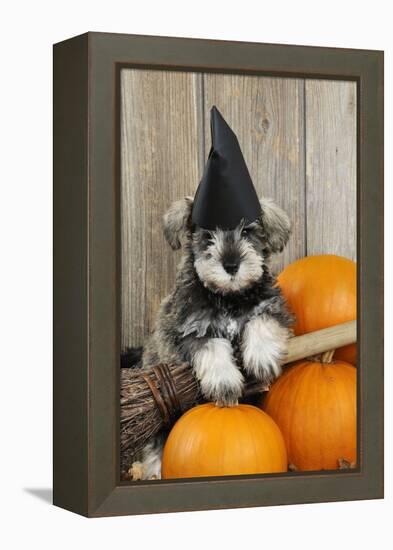 Schnauzer Puppy Looking over Broom Wearing Witches Hat-null-Framed Premier Image Canvas