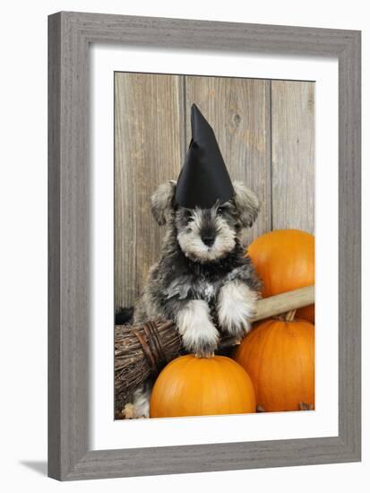 Schnauzer Puppy Looking over Broom Wearing Witches Hat-null-Framed Photographic Print