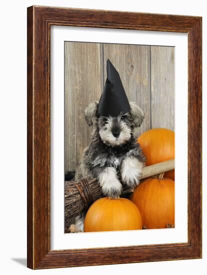 Schnauzer Puppy Looking over Broom Wearing Witches Hat-null-Framed Photographic Print