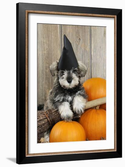 Schnauzer Puppy Looking over Broom Wearing Witches Hat-null-Framed Photographic Print