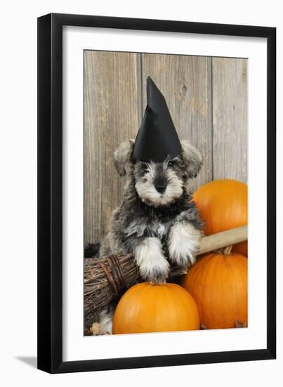 Schnauzer Puppy Looking over Broom Wearing Witches Hat-null-Framed Photographic Print