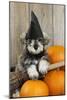 Schnauzer Puppy Looking over Broom Wearing Witches Hat-null-Mounted Photographic Print