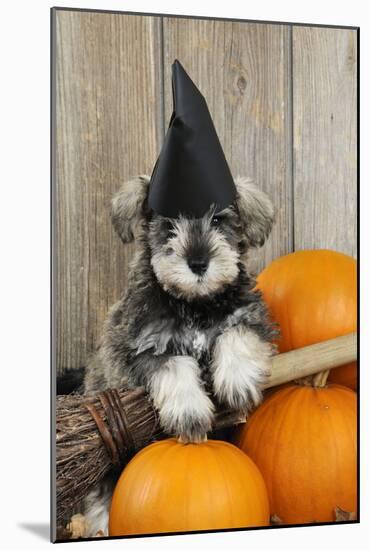 Schnauzer Puppy Looking over Broom Wearing Witches Hat-null-Mounted Photographic Print