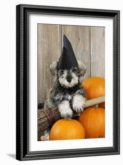 Schnauzer Puppy Looking over Broom Wearing Witches Hat-null-Framed Photographic Print