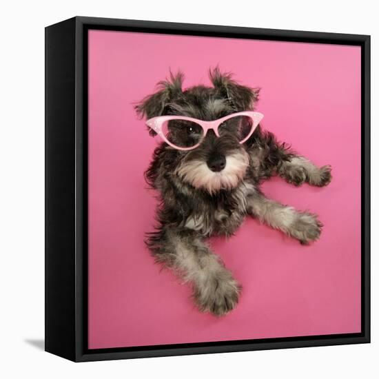 Schnauzer Puppy Wearing Pink Glasses-null-Framed Premier Image Canvas
