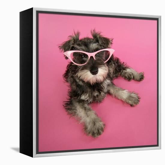 Schnauzer Puppy Wearing Pink Glasses-null-Framed Premier Image Canvas