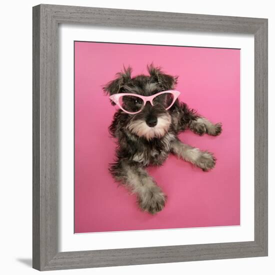 Schnauzer Puppy Wearing Pink Glasses-null-Framed Photographic Print