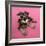 Schnauzer Puppy Wearing Pink Glasses-null-Framed Photographic Print