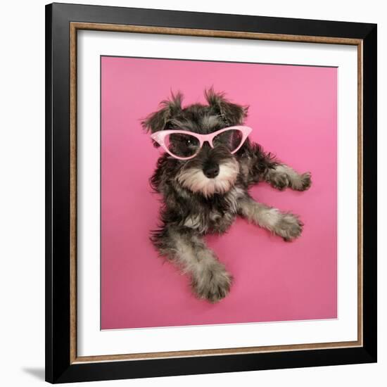 Schnauzer Puppy Wearing Pink Glasses-null-Framed Photographic Print