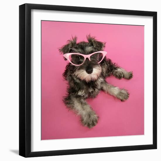 Schnauzer Puppy Wearing Pink Glasses-null-Framed Photographic Print