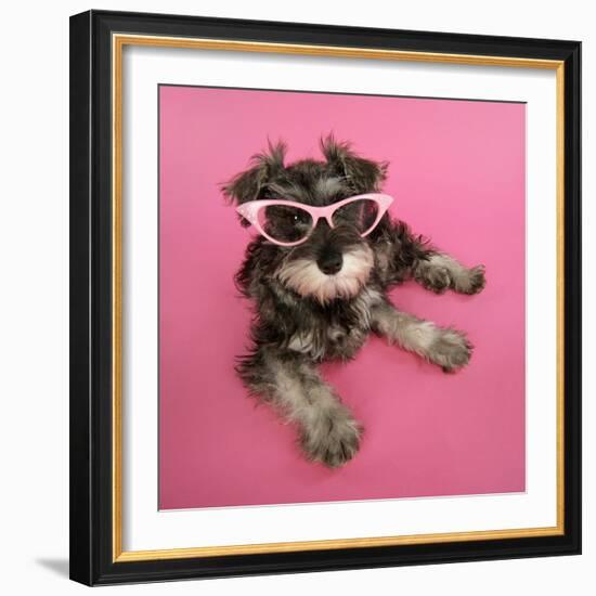 Schnauzer Puppy Wearing Pink Glasses-null-Framed Photographic Print