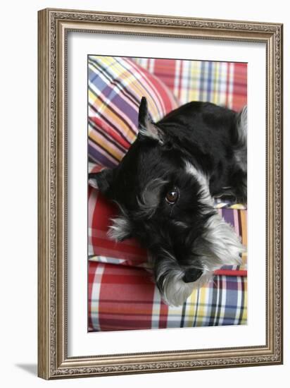 Schnauzer-Karyn Millet-Framed Photographic Print