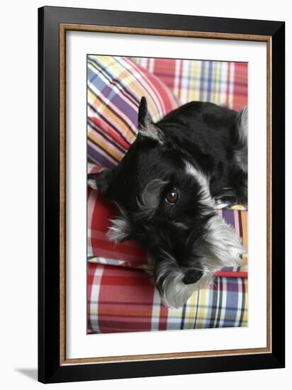 Schnauzer-Karyn Millet-Framed Photographic Print