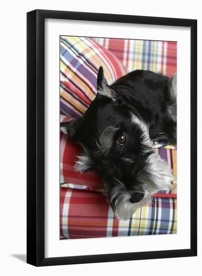 Schnauzer-Karyn Millet-Framed Photographic Print