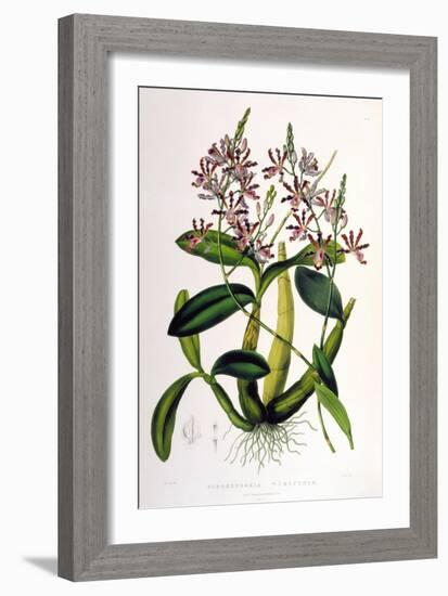 Schomburgkia Tibicinis-Porter Design-Framed Giclee Print