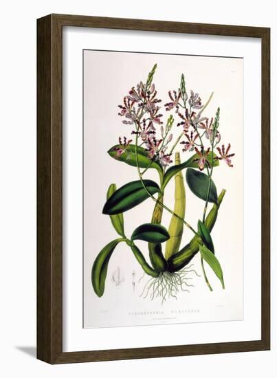 Schomburgkia Tibicinis-Porter Design-Framed Giclee Print