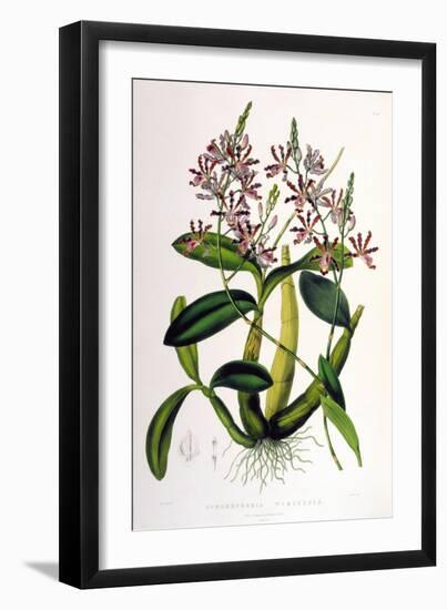 Schomburgkia Tibicinis-Porter Design-Framed Giclee Print