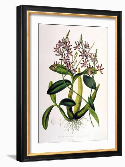 Schomburgkia Tibicinis-Porter Design-Framed Giclee Print