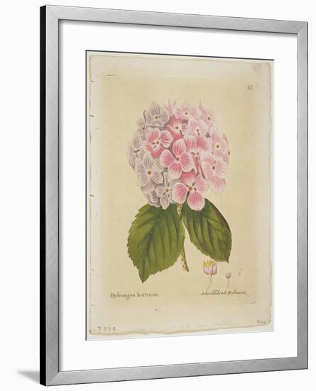 Schonbluhende Hydrangia-Ferdinand Bernhard Vietz-Framed Giclee Print