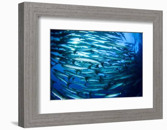 School Barracuda Fish in Sipadan, Malaysia-Rich Carey-Framed Photographic Print